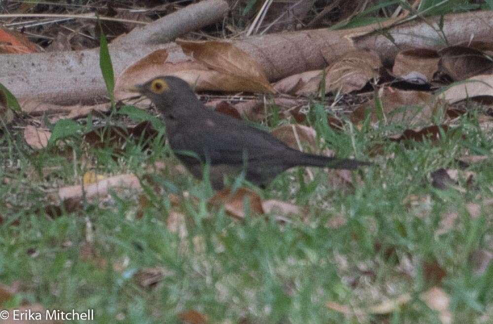 Image of Spectacled Thrush