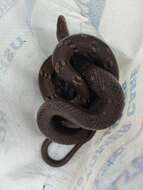 Image of Trinket Snake