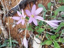 Image of Colchicum cupanii Guss.