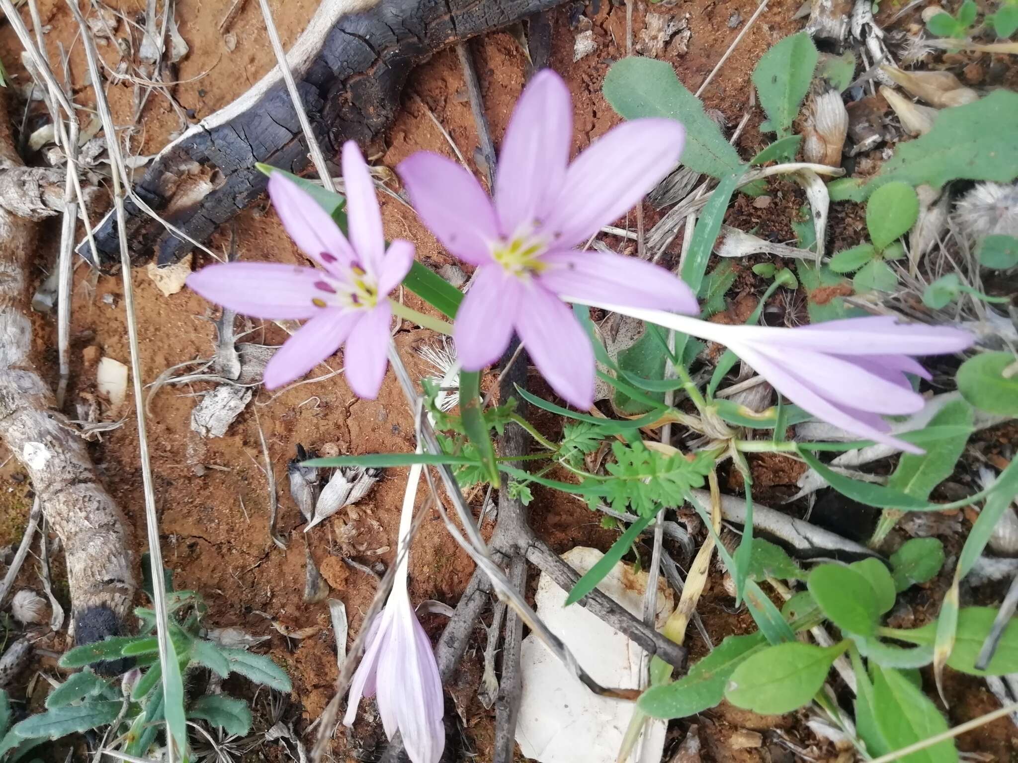 Image of Colchicum cupanii Guss.