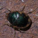 Image of Shiny Round Sand Beetle