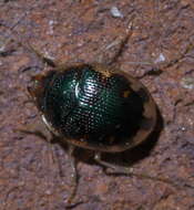 Image of Shiny Round Sand Beetle