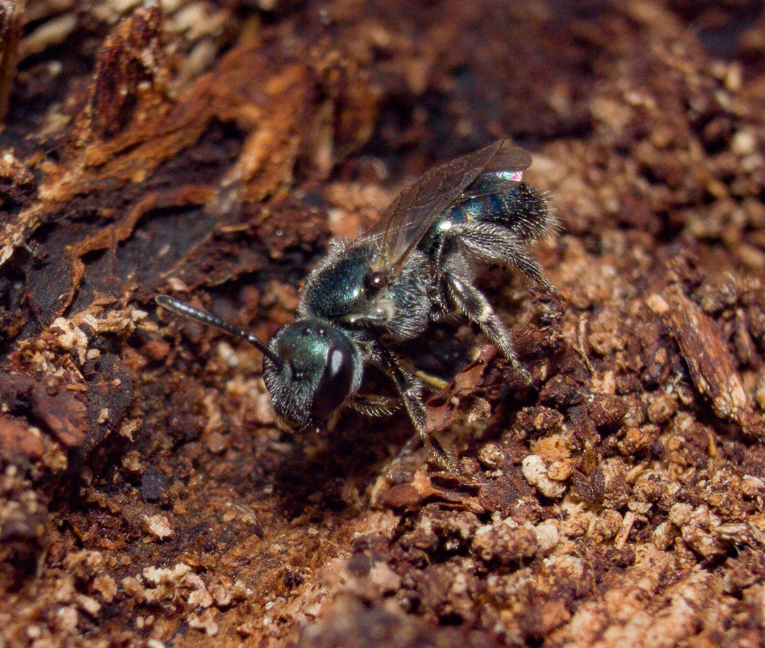 Lasioglossum coeruleum (Robertson 1893) resmi