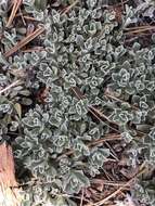 Imagem de Antennaria parvifolia Nutt.