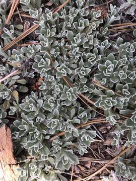 Imagem de Antennaria parvifolia Nutt.