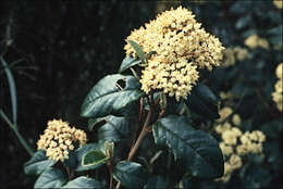 Слика од Pomaderris elliptica Labill.