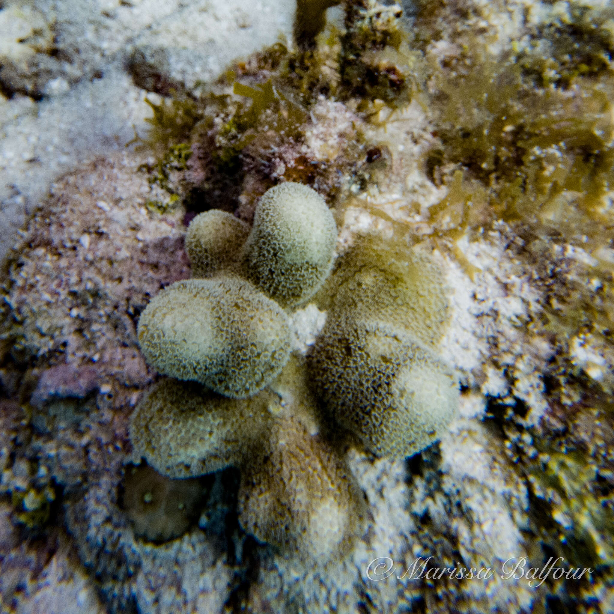 Image of Finger Coral