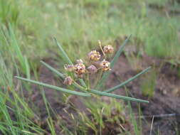 Image of Asclepias cucullata (Schltr.) Schltr.