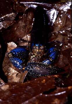 Image de Macrobrachium hancocki Holthuis 1950