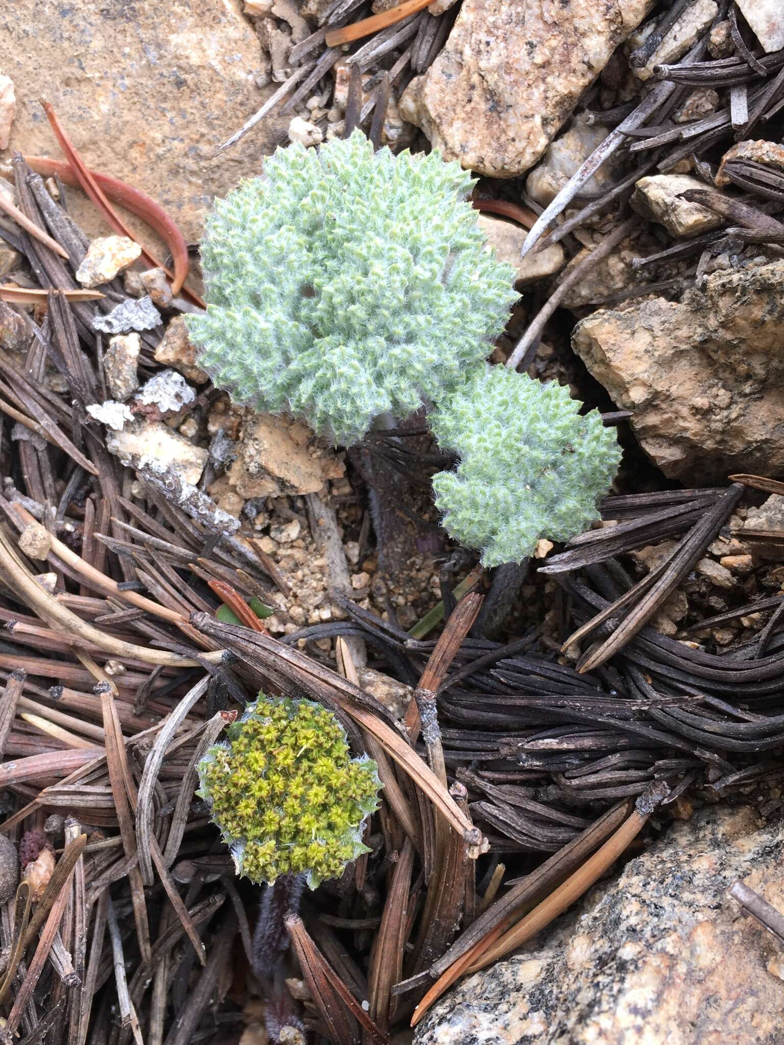 Image of woolly mountainparsley