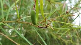 Imagem de Grevillea linearifolia (Cav.) Druce