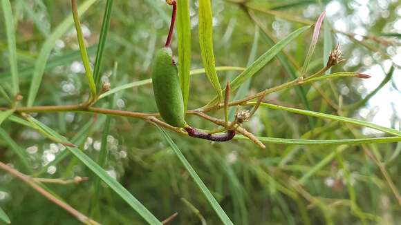 Слика од Grevillea linearifolia (Cav.) Druce