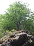 Image of European beech