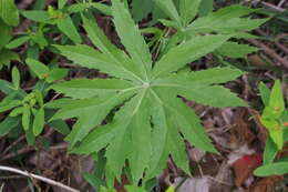 Image of Syneilesis palmata (Thunb.) Maxim.