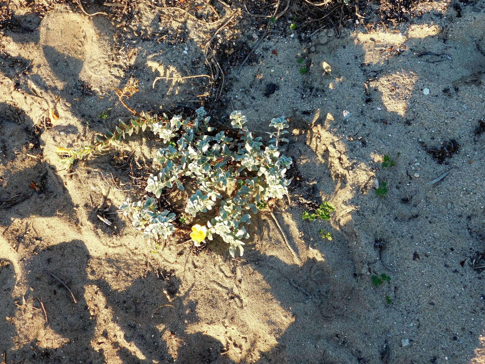 Image of Camissoniopsis cheiranthifolia (Hornem. ex Spreng.) W. L. Wagner & Hoch