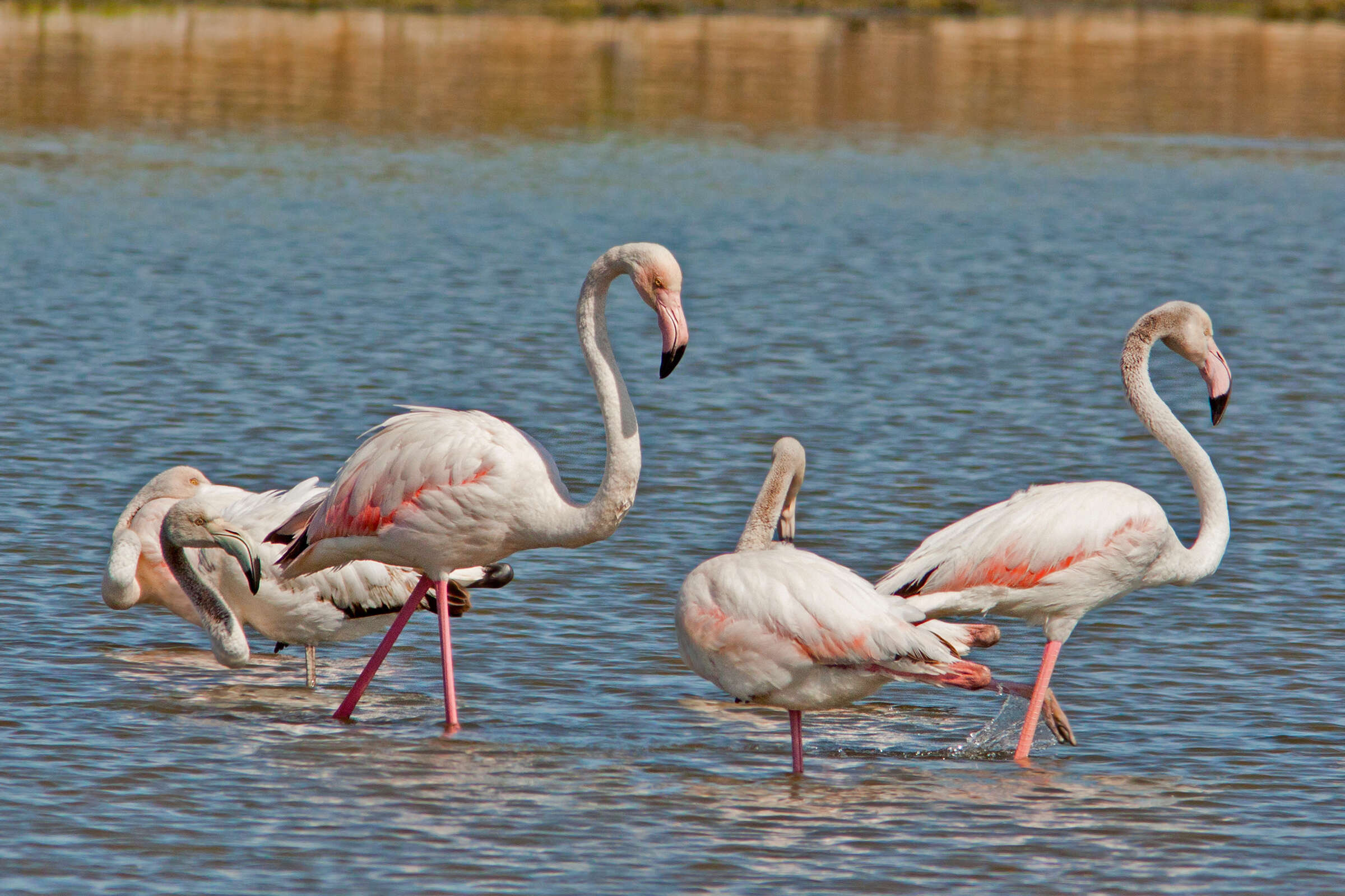 Imagem de Phoenicopterus roseus Pallas 1811