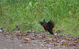 Image of Crested Fireback