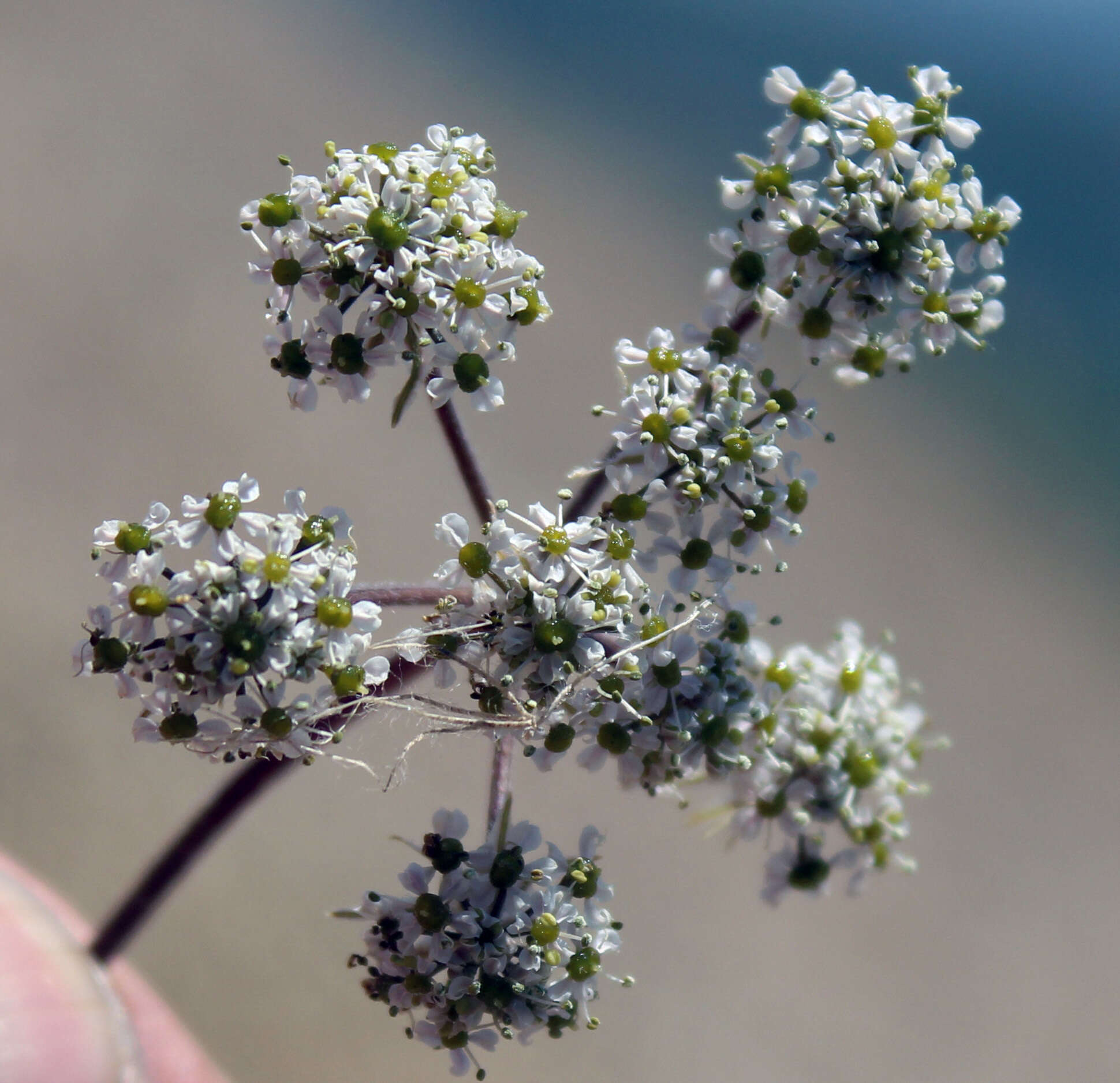 Imagem de Anthriscus ruprechtii Boiss.