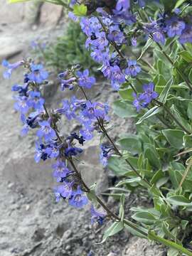 Image of low beardtongue