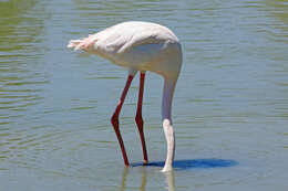 Imagem de Phoenicopterus roseus Pallas 1811