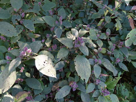 Strobilanthes heyneanus Nees resmi