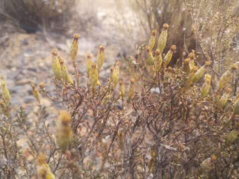 Imagem de Pteronia glomerata L. fil.