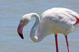 Imagem de Phoenicopterus roseus Pallas 1811