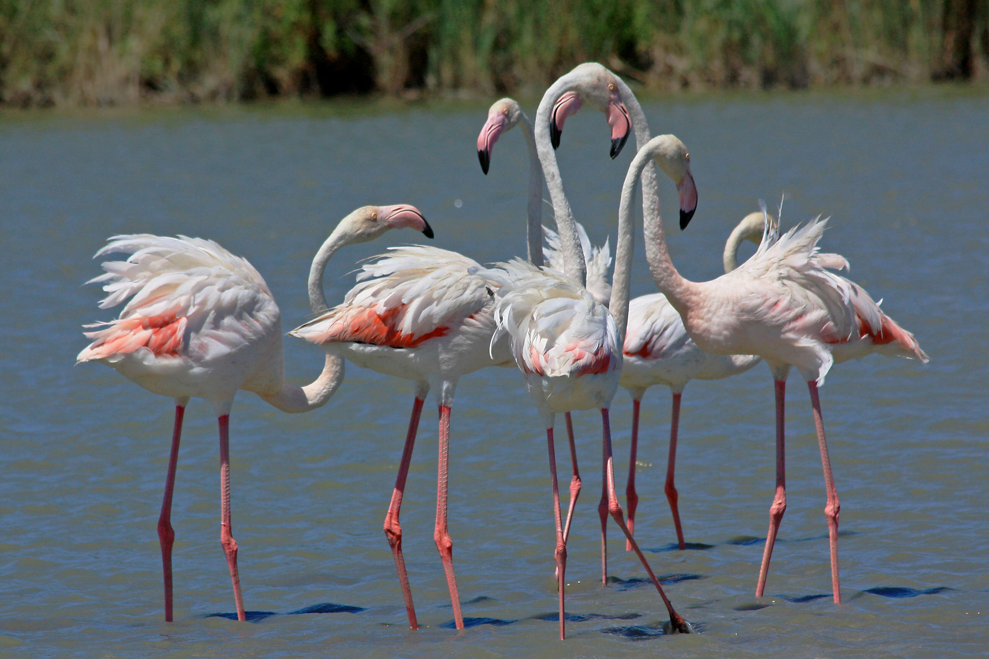 Imagem de Phoenicopterus roseus Pallas 1811