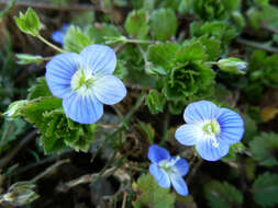 Image of birdeye speedwell