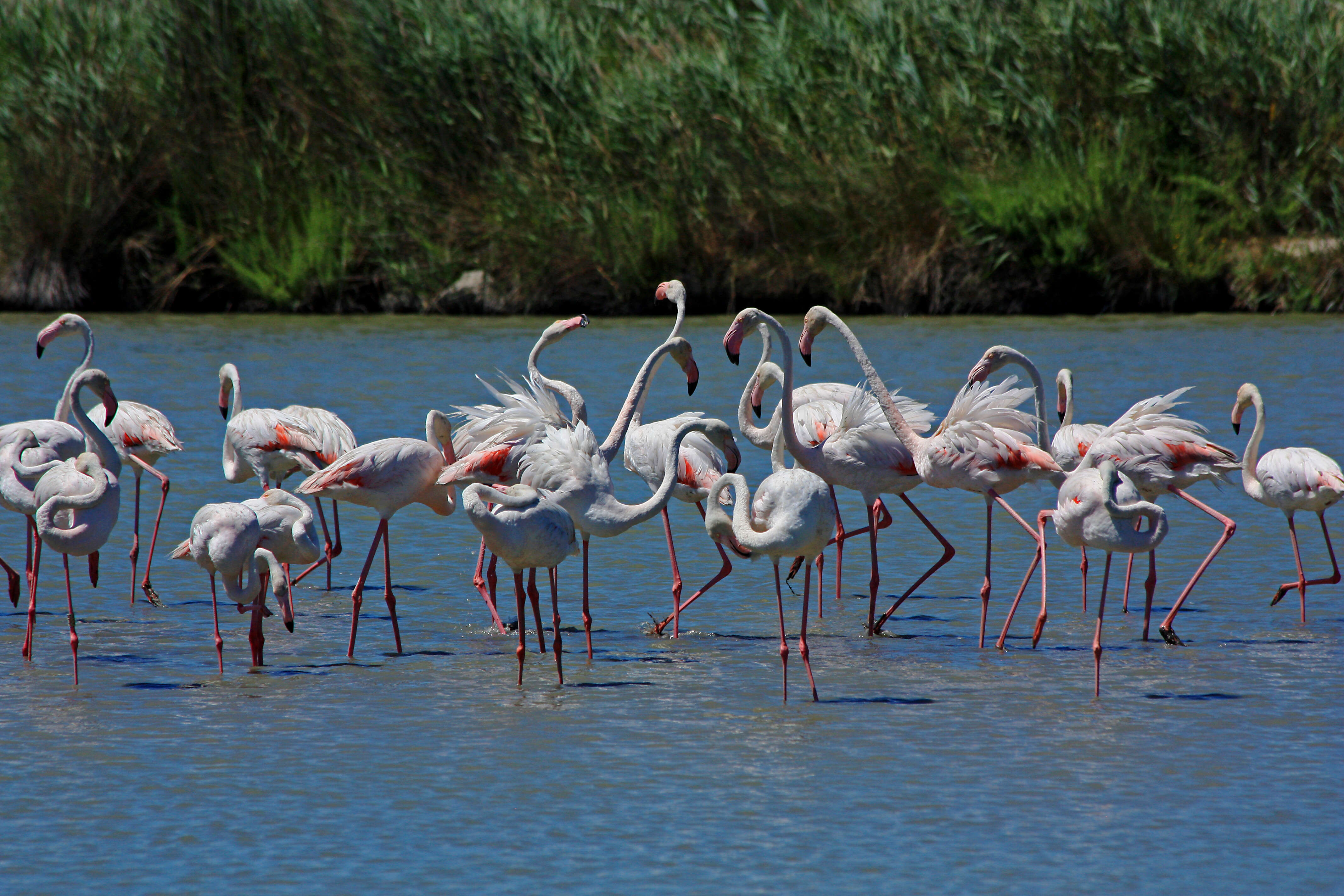 Imagem de Phoenicopterus roseus Pallas 1811