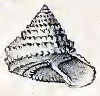 Image of Calliotropis aeglees (R. B. Watson 1879)