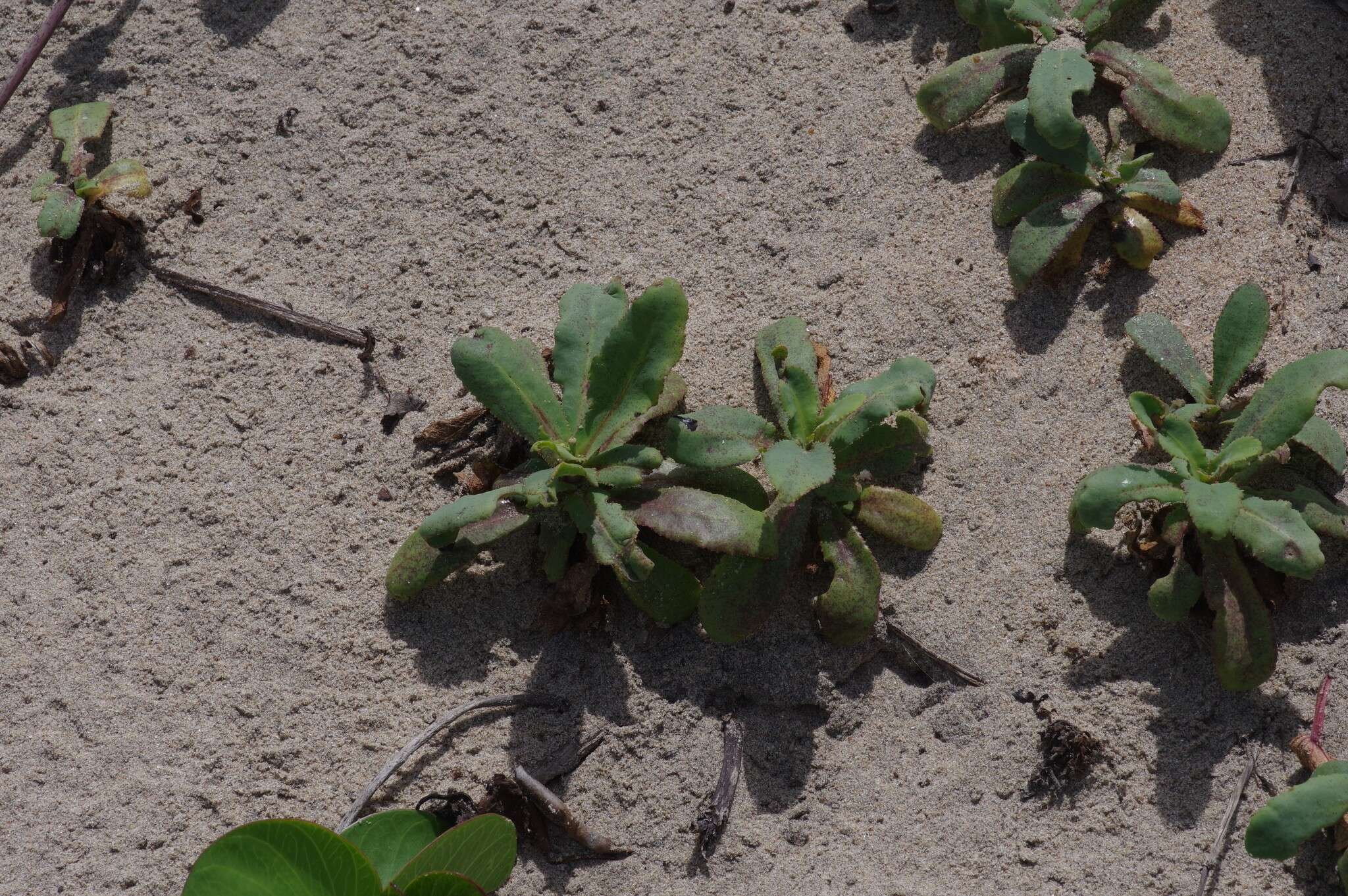 Image of Launaea sarmentosa (Willd.) Sch. Bip. ex Kuntze