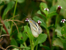 Image of Western Striped Albatross