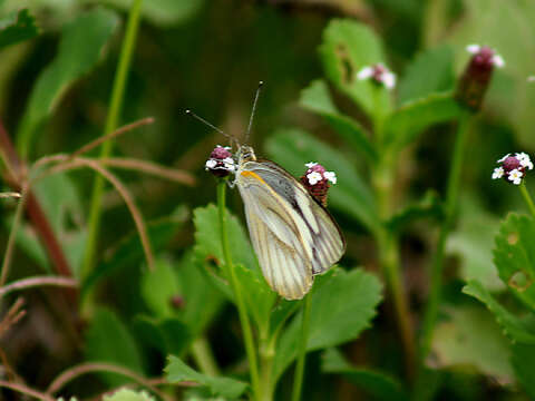 Image of Western Striped Albatross