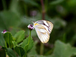 Image of Western Striped Albatross