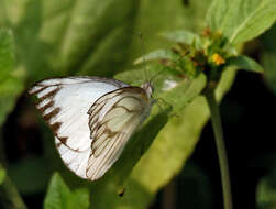 Image of Western Striped Albatross