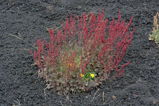 Image of Rumex aetnensis C. Presl