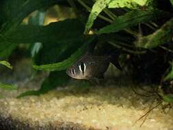 Image of Black phantom tetra