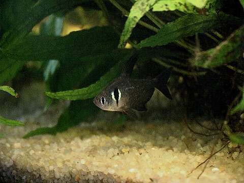 Image of Black phantom tetra