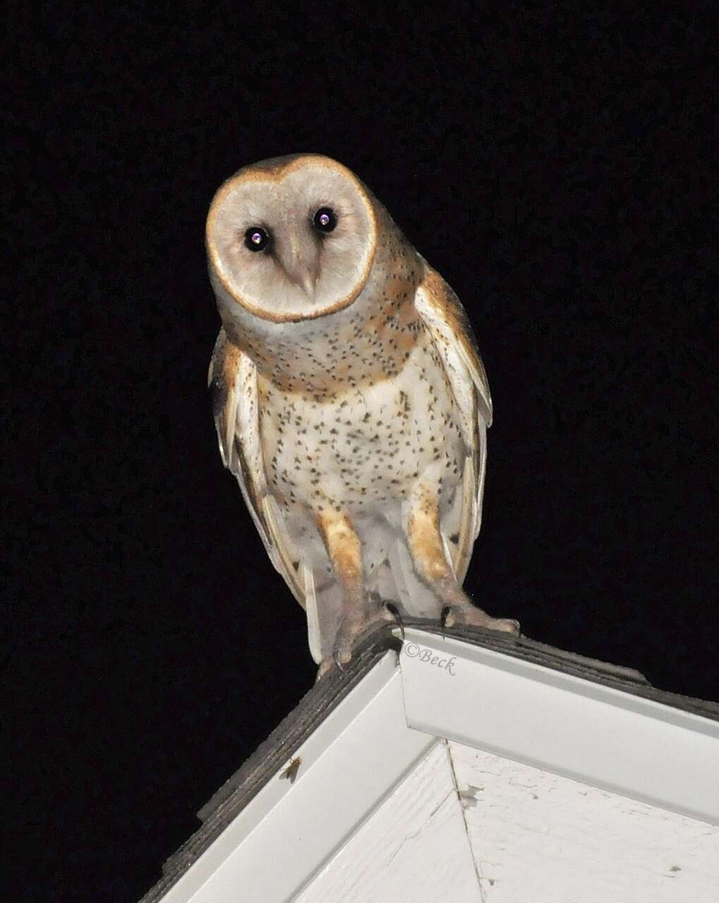 Image of barn owls, masked owls, and bay owls