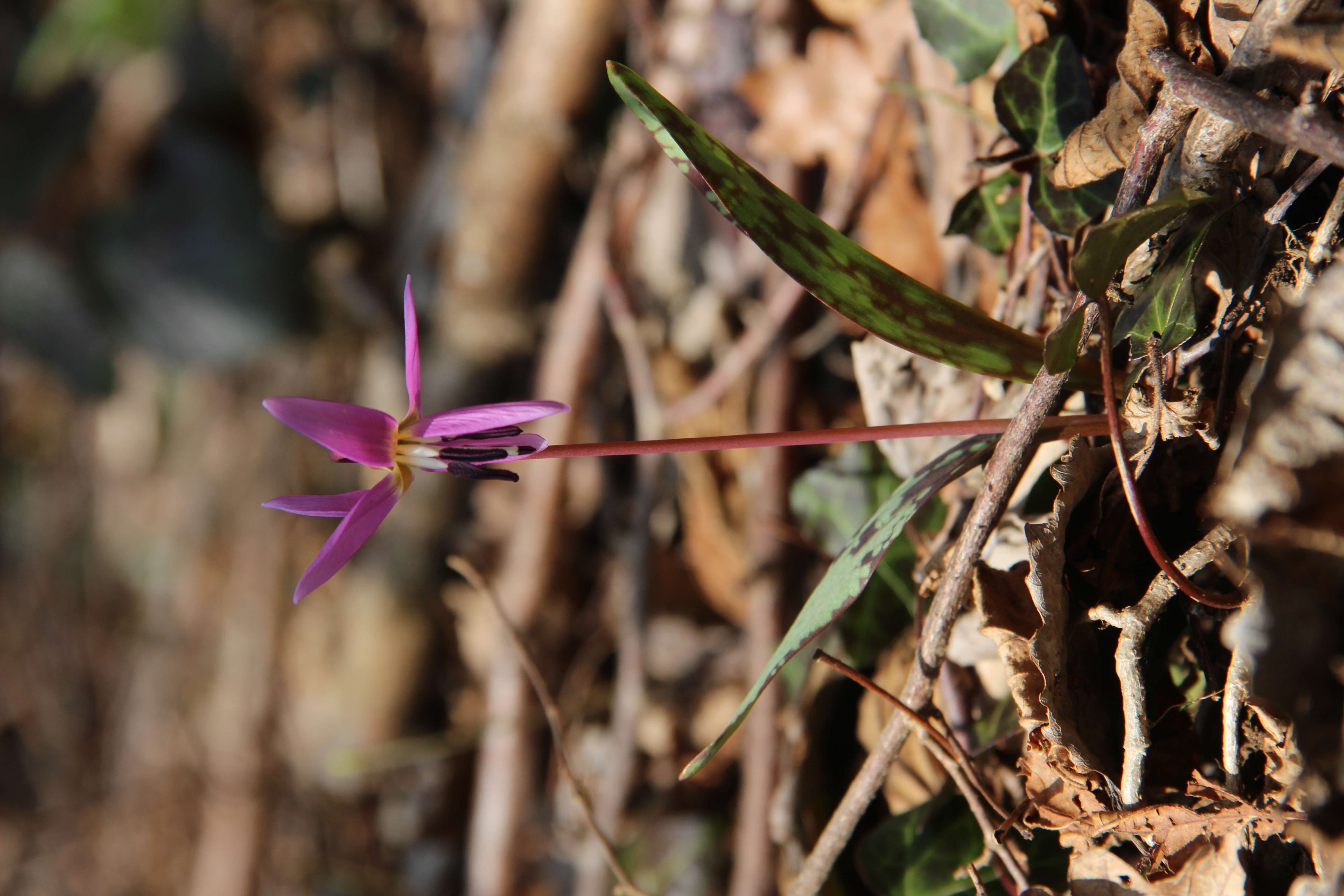 Image of Dog tooth lily