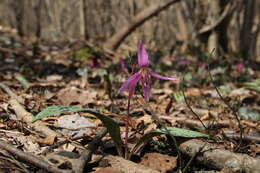 Image of Dog tooth lily