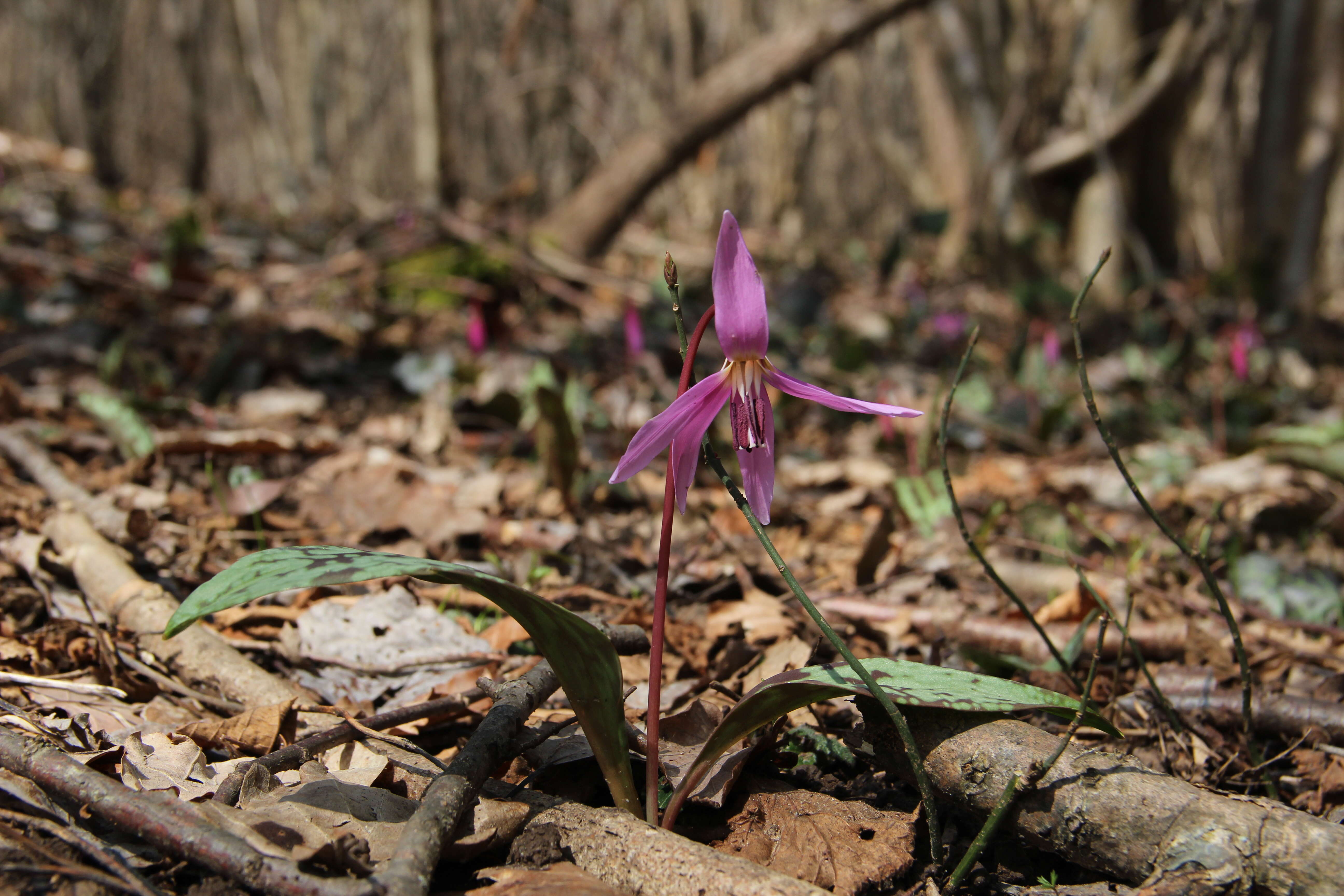 Image of Dog tooth lily