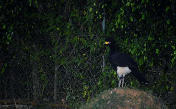 Image of Bare-faced Curassow