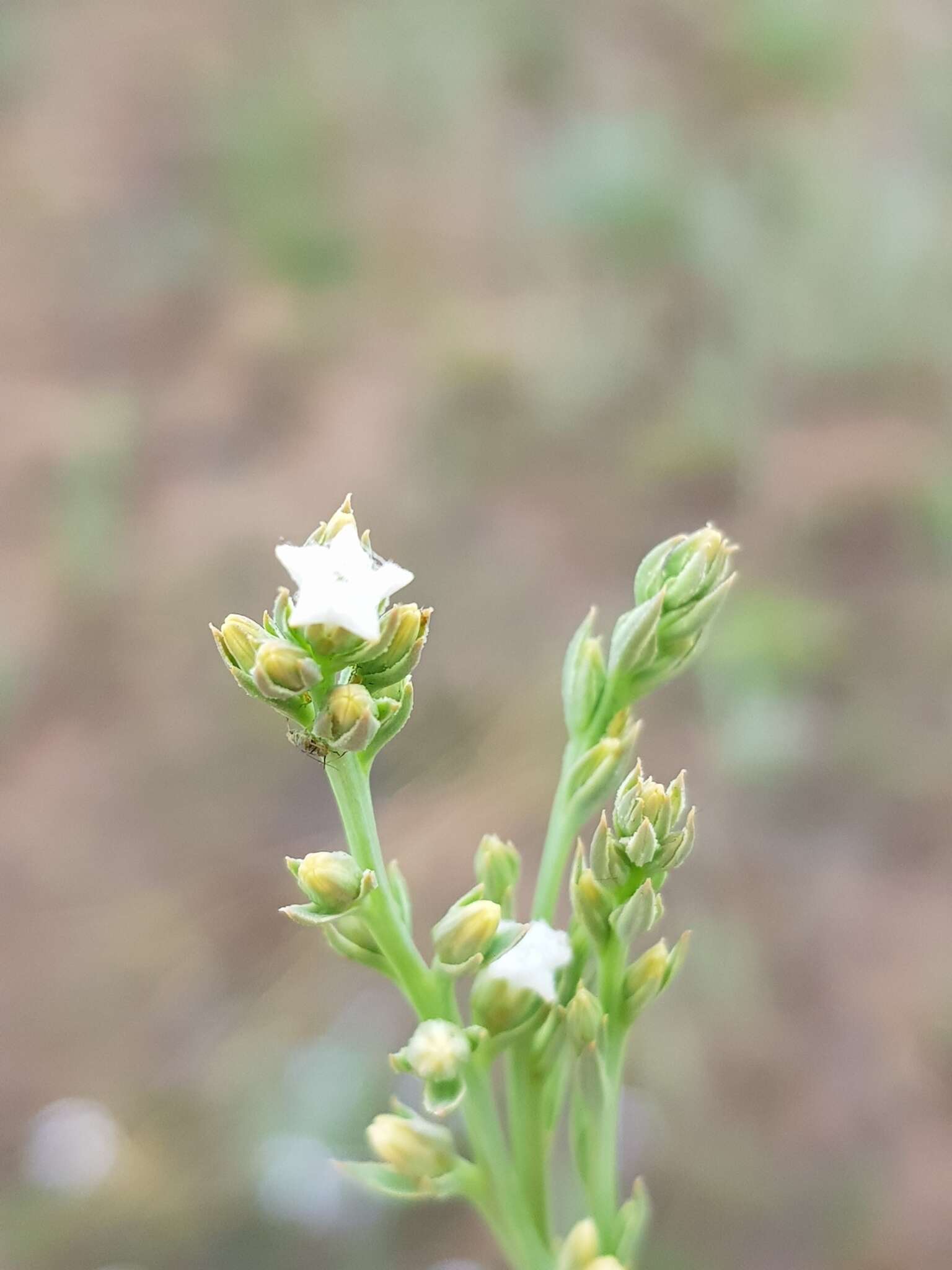 Слика од Thesium goetzeanum Engl.