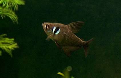 Image of Black phantom tetra