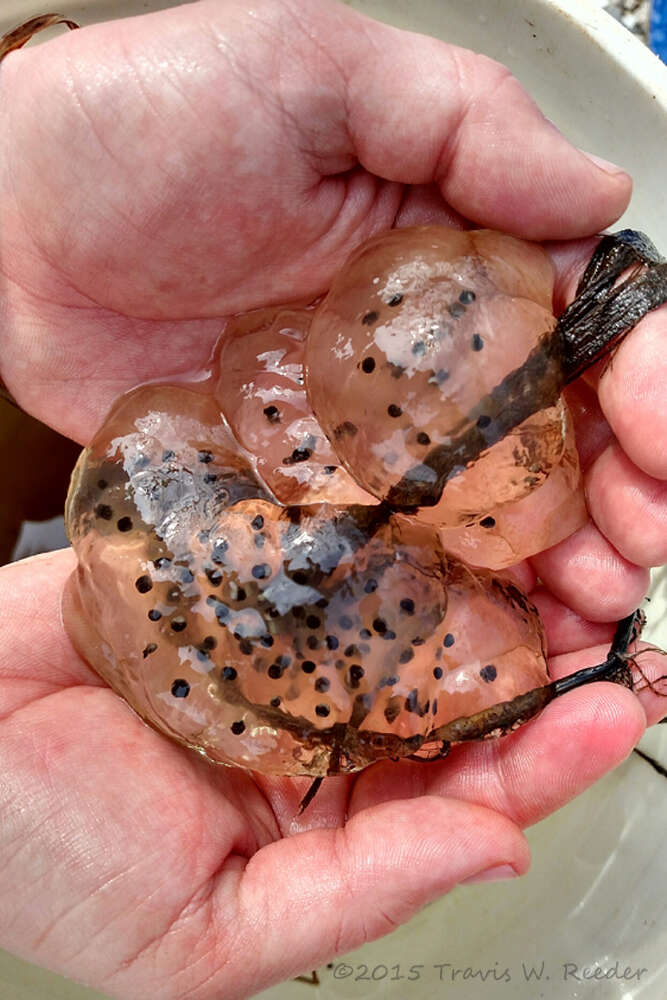 Слика од Ambystoma maculatum (Shaw 1802)