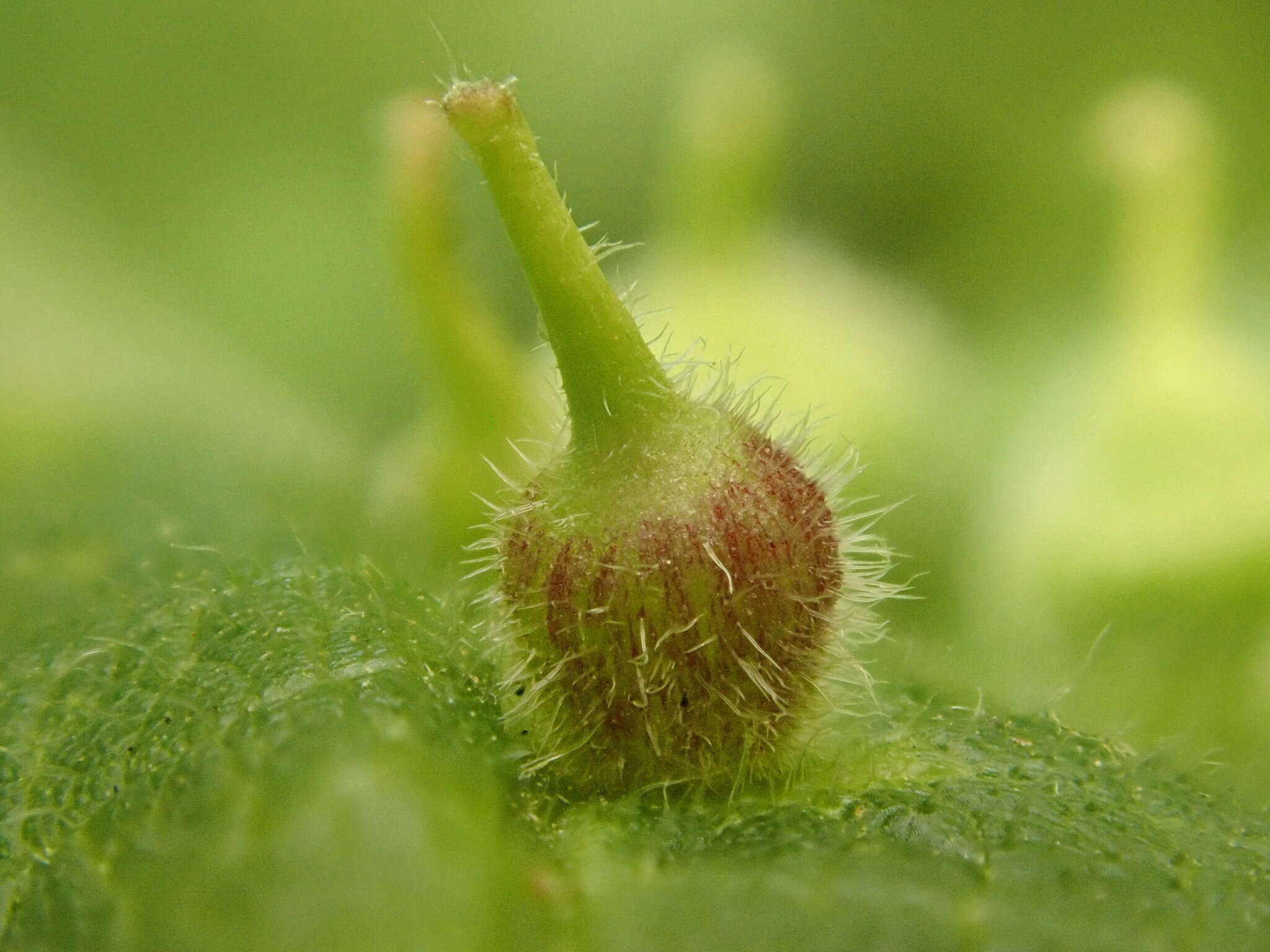 Image of Celticecis ovata Gagné 2013