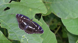 Image of Limenitis helmanni Lederer 1853