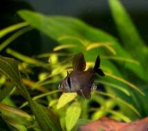 Image of Black phantom tetra